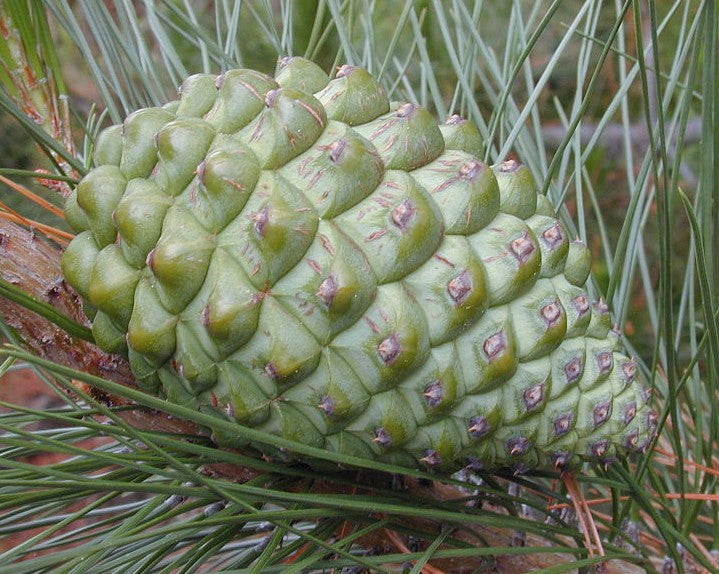 Pinus Radiata Screening Pinus radiata (Radiata Pine, Monterey Pine, Insignis Pine) – MySeedsCo