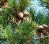 Pinus radiata (Radiata Pine, Monterey Pine, Insignis Pine)