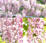 Wisteria floribunda Pink (Pink Wisteria, Japanese Pink Wisteria)