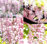 Wisteria floribunda Pink (Pink Wisteria, Japanese Pink Wisteria)