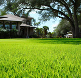 planting pensacola bahia grass seed Pensacola Bahia Grass Seed