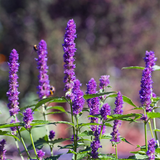 AGASTACHE foeniculum (Lavender Hyssop, Anise Hyssop)