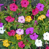 MIRABILIS jalapa (Four O'Clock, Formula Mix)