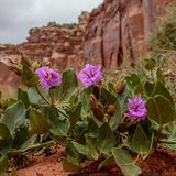 MIRABILIS multiflora (Four O'Clock, Wild)