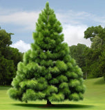 Pinus virginiana (Virginia Pine, Scrub Pine, Jersey Pine)