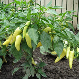 Sweet Banana Pepper, SWEET (Capsicum annuum)