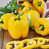 Sunbright (Yellow Bell) Pepper, SWEET (Capsicum annuum)