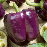Purple Beauty (Purple Bell) Pepper, SWEET (Capsicum annuum)