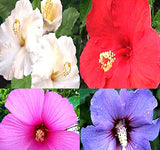 Hibiscus syriacus (Rose Of Sharon, Rose Of Althea)