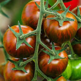 Tigerella Tomato, Standard (Slicing) Tomato (Lycopersicon esculentum)