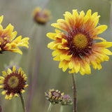 Western Pollinator Mix