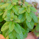 Mint, Spearmint (Mentha spicata)