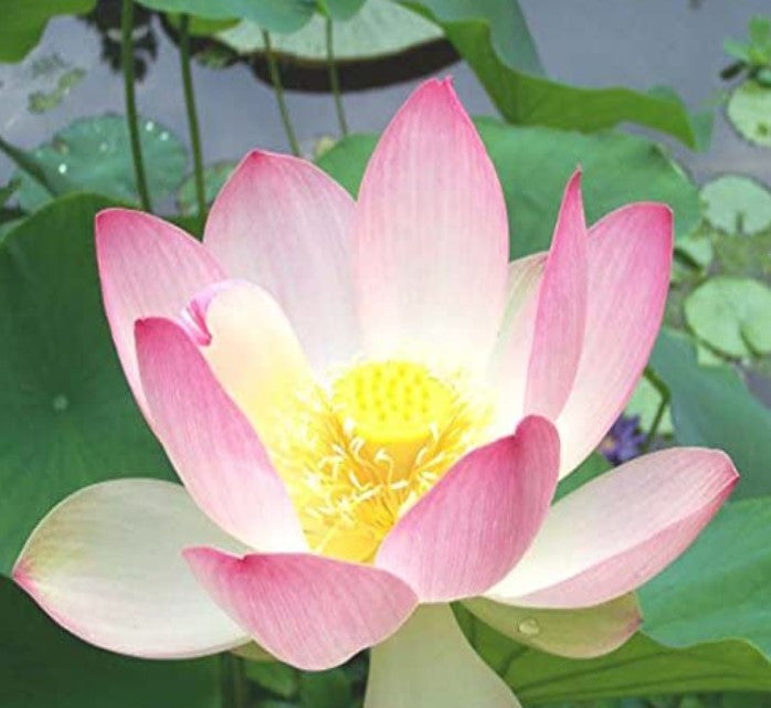 Nelumbo nucifera (Sacred Lotus, Indian Lotus, Bean Of India)