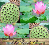 Nelumbo nucifera (Sacred Lotus, Indian Lotus, Bean Of India)