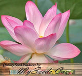 Nelumbo nucifera (Sacred Lotus, Indian Lotus, Bean Of India)