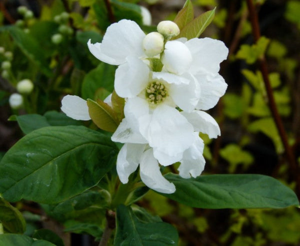 Exochorda