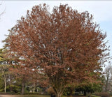 Zelkova carpinifolia (Elm Zelkova, Caucasian Zelkova)