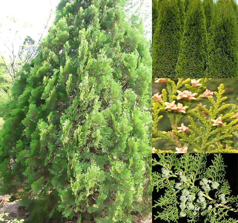 wisteria vine plant American Wisteria – 5 Seeds main image 0