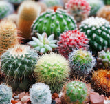 Small Cactus Varieties Mix - Assorted Cactus Seeds