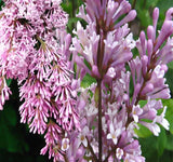 Syringa josikaea (Hungarian Lilac)