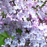 Syringa oblata	(Korean Lilac, Early Lilac, Early Blooming Lilac, Broadleaf Lilac)