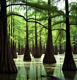 Taxodium distichum Southern (Bald Cypress)