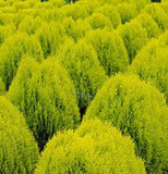 Thuja orientalis aurea (Gold Arborvitae)