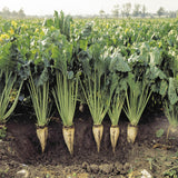 Sugar Beets (Beta vulgaris)