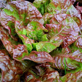 Prizehead, Leaf Lettuce (Lactuca sativa)