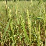 Detention Basin Mix, Grass and WildFlower Seeds