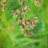 Wet Meadow Mix