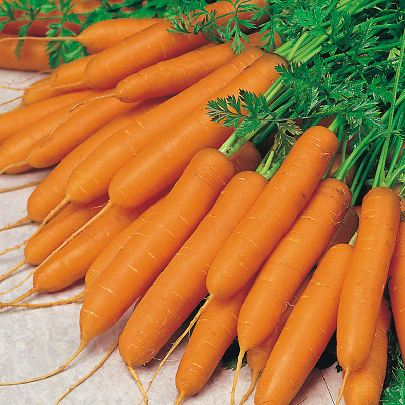 Amsterdam Carrot (Daucus carota)