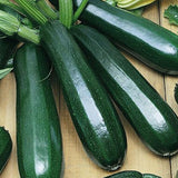 Dark Green Zucchini Squash, Summer (Cucurbita pepo)