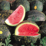 Moon & Stars Red Watermelon (Citrullus lanatus)