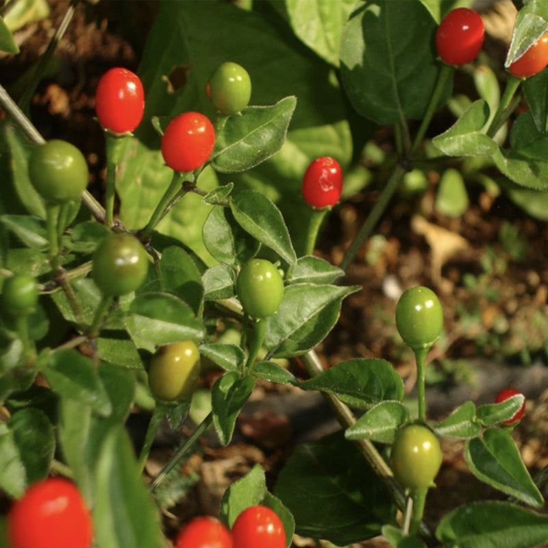 Chiltepin Wild Pepper, HOT (Capsicum annuum glabriusculum)