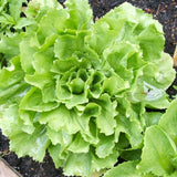 Broadleaf Batavian Endive (Cichorium endivia)