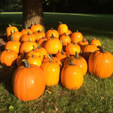 Jack O'Lantern Pumpkin (Cucurbita maxima)