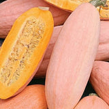 Pink Banana Jumbo Squash, Winter (Cucurbita maxima)