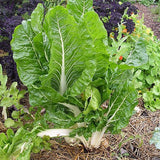 Lucullus Giant Swiss Chard (Beta vulgaris cicla)