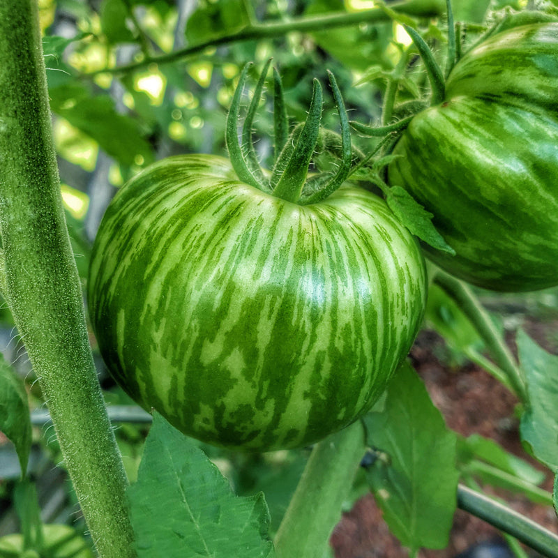 Green Zebra Tomato, Standard (Slicing) Tomato (Lycopersicon esculentum)