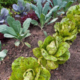 Freckles, Romaine Lettuce (Lactuca sativa)