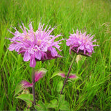 Native Perennial Mix