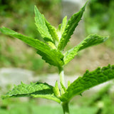 Mint, Spearmint (Mentha spicata)