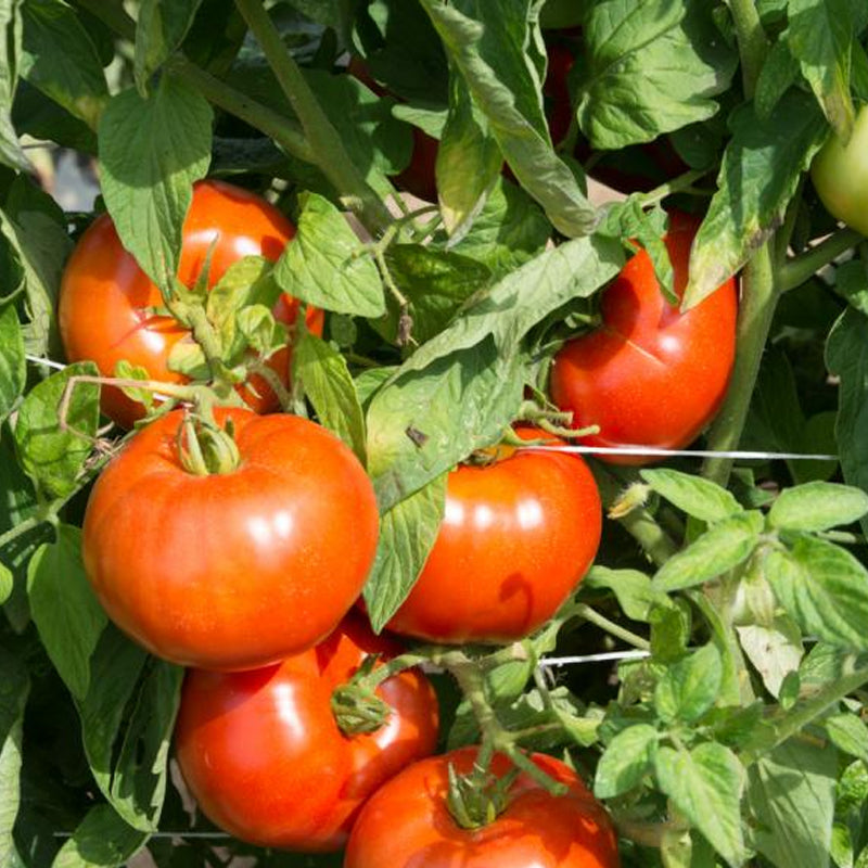 Rutgers VF Tomato, Standard (Slicing) Tomato (Lycopersicon esculentum)