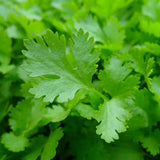 Parsley, Italian Giant (Petroselinum crispum)