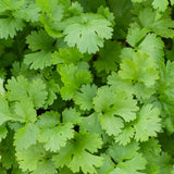 Cilantro, Slo-Bolting (Coriandrum sativum)