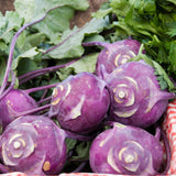 Purple Vienna Kohlrabi  (Brassica oleracea)