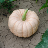 Porcelain Doll F1 Pink Pumpkin (Cucurbita maxima)