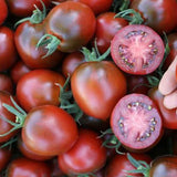 Paul Robeson Tomato, Standard (Slicing) Tomato (Lycopersicon esculentum)