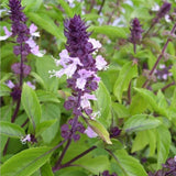 Basil, Cinnamon (Ocimum basilicum)